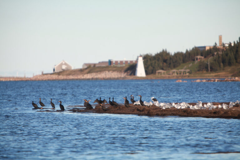 la-plage-foley-caraquet